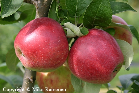 Malus domestica Sandra tarhaomenapuu